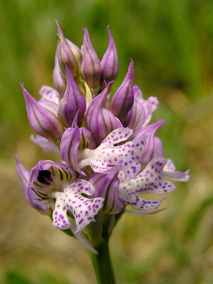 neotinea trojzubá Neotinea tridentata (Scop.) R. M. Bateman, Pridceon et M. W. Chase