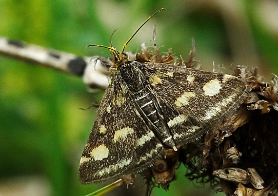 vijačka purpurová Pyrausta purpuralis