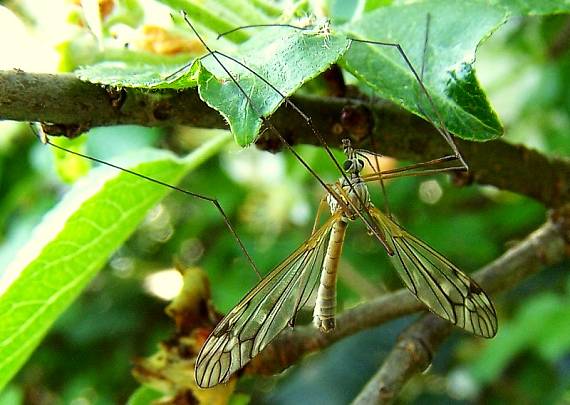 tipuľa Tipula sp.