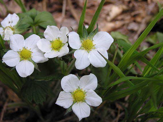 jahoda lesná