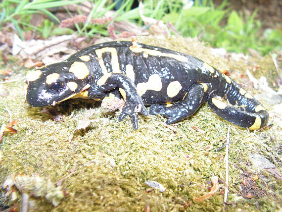 salamandra škvrnitá