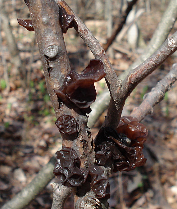 uchovec bazový Auricularia auricula-judae (Bull.) Quél.