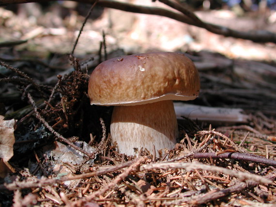 hríb smrekový Boletus edulis Bull.