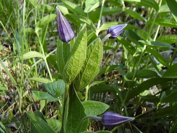 plamienok celistvolistý Clematis integrifolia L.