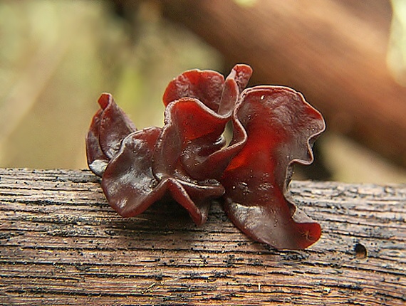 rôsolovka Phaeotremella frondosa (Fr.) Spirin & V. Malysheva