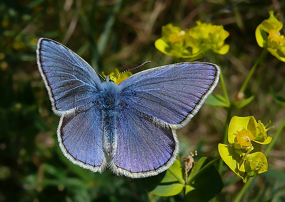 modráčik obyčajný Polyommatus icarus