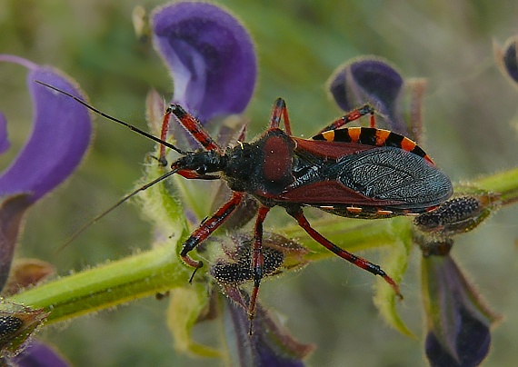 zákernica červená Rhynocoris iracundus