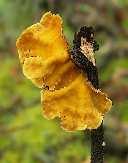 pevník chlpatý Stereum hirsutum (Willd.) Pers.