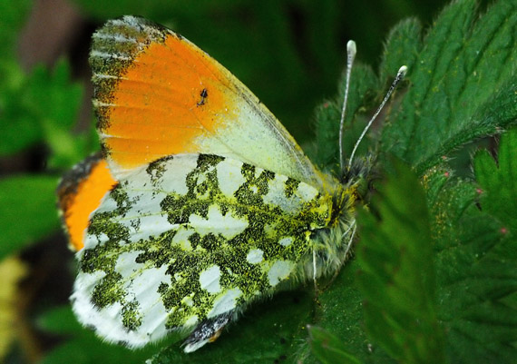 mlynárik žeruchový Anthocharis cardamines