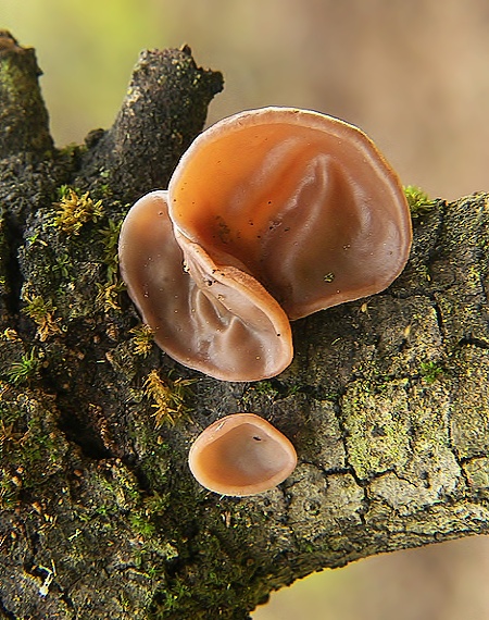 uchovec bazový Auricularia auricula-judae (Bull.) Quél.