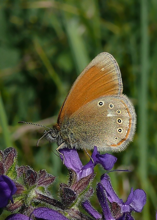 očkáň traslicový Coenonympha glycerion