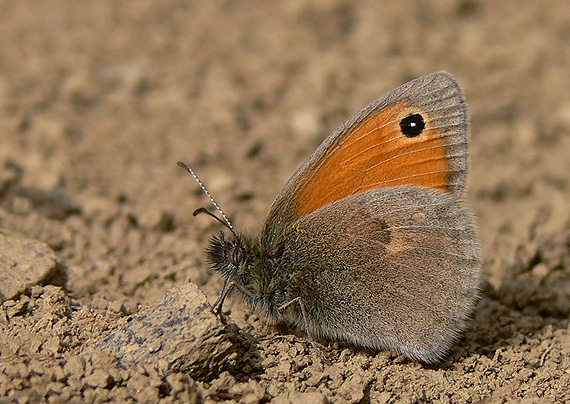 očkáň pohánkový Coenonympha pamphilus