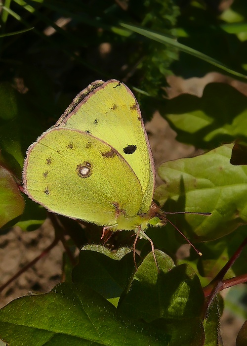 žltáčik ranostajový Colias hyale