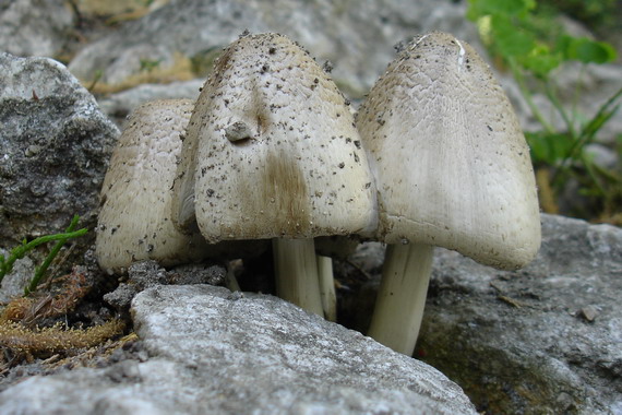 hnojník atramentový Coprinopsis atramentaria (Bull.) Redhead, Vilgalys & Moncalvo