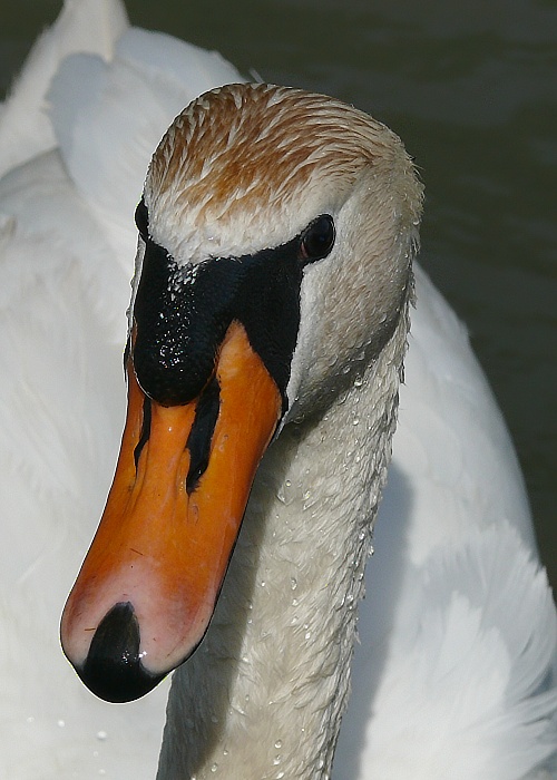 labuť veľká Cygnus olor