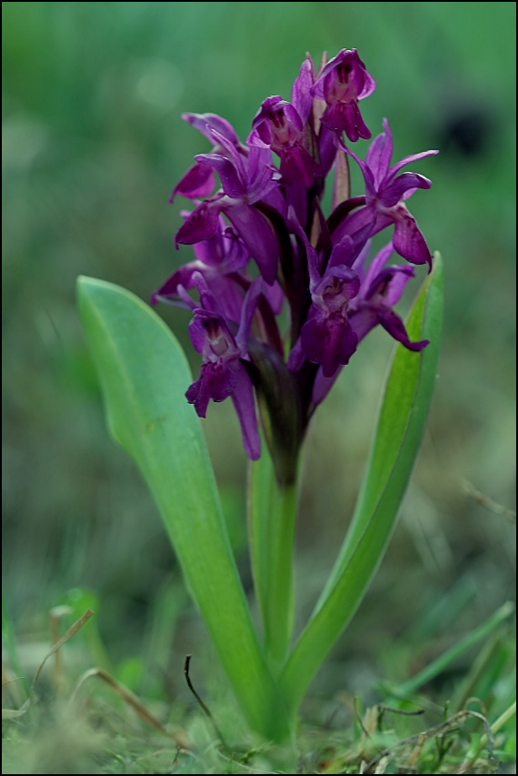 vstavačovec bazový Dactylorhiza sambucina (L.) Soó