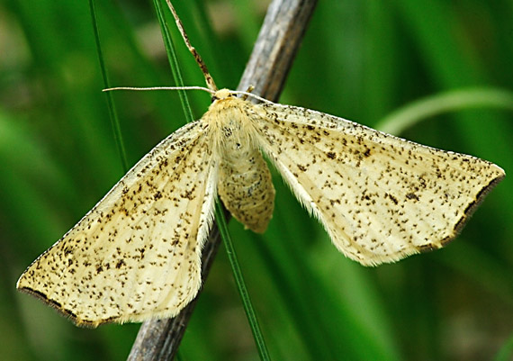 listnatka kručinková Hypoxystis pluviaria