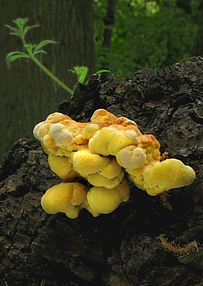 sírovec obyčajný Laetiporus sulphureus (Bull.) Murrill