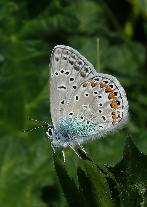 modráčik obyčajný Polyomattus icarus