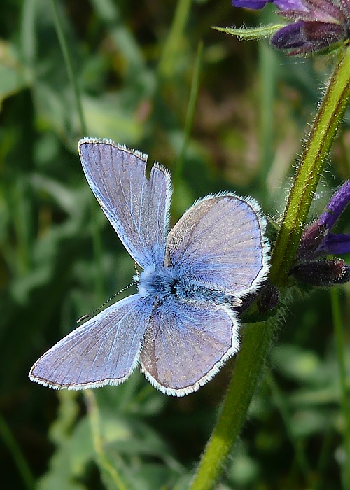 modráčik obyčajný Polyommatus icarus