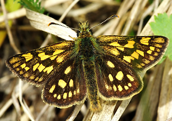 súmračník skorocelový Carterocephalus palaemon