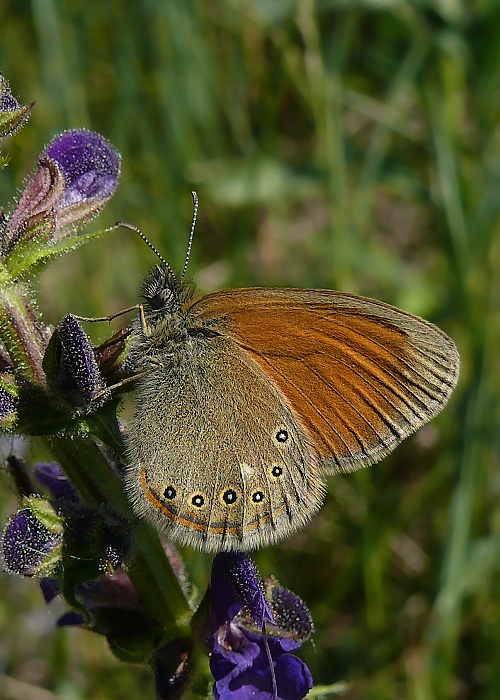 očkáň traslicový Coenonympha glycerion