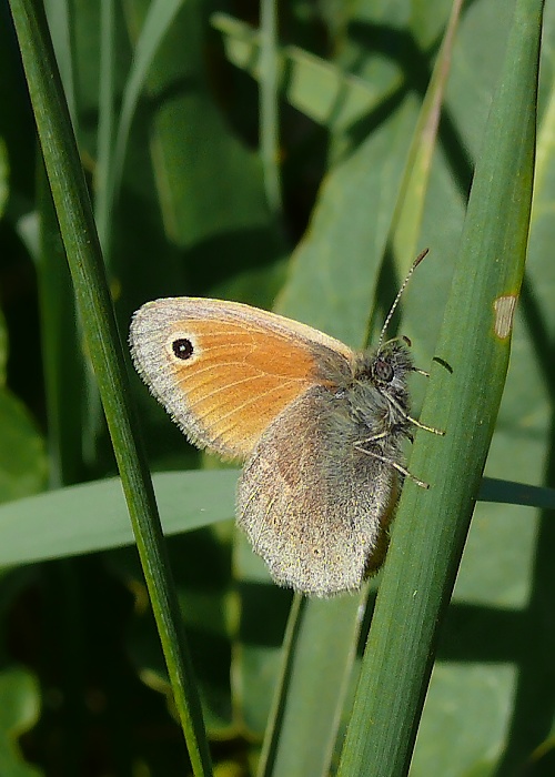 očkáň pohánkový Coenonympha pamphilus