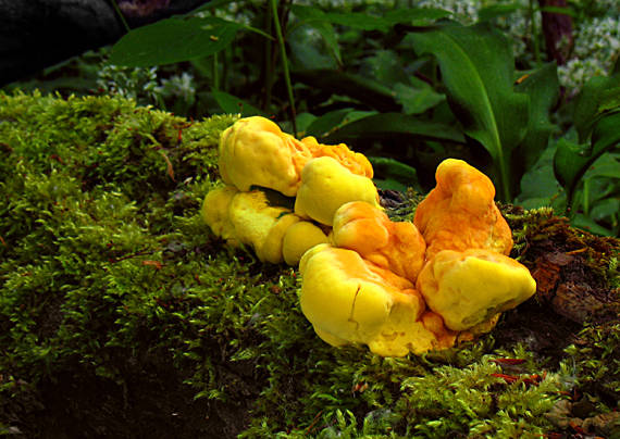 sírovec obyčajný Laetiporus sulphureus (Bull.) Murrill