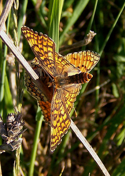 hnedáčik nevädzový Melitaea phoebe