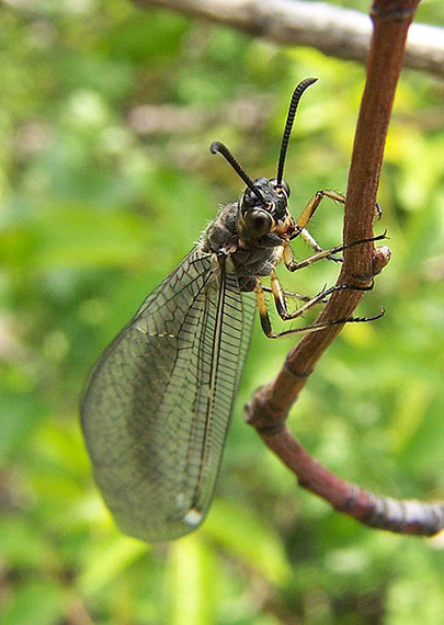 mravcolev čiernobruchý Myrmeleon formicarius