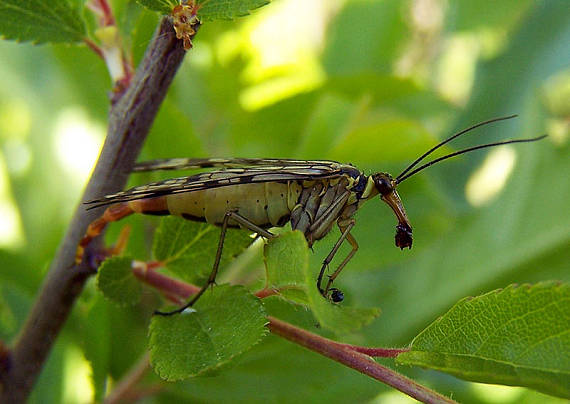 srpica obyčajná Panorpa communis