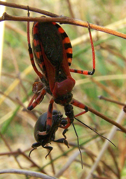 zákernica červená Rhinocoris iracundus