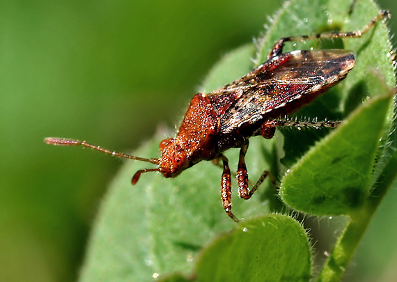 obrúbnica burinová Rhopalus subrufus