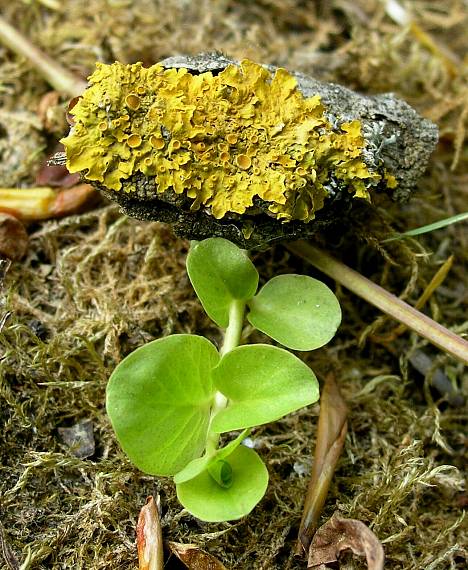 diskovník múrový Xanthoria parietina var. parietina