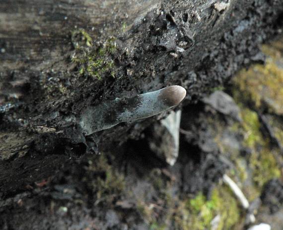 drevnatec štíhly Xylaria longipes Nitschke