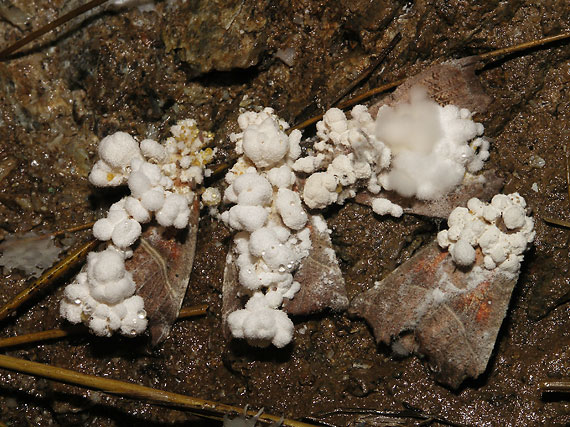 paecilomyces sp.