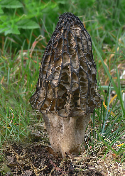 smrčok vysoký Morchella elata Fr.