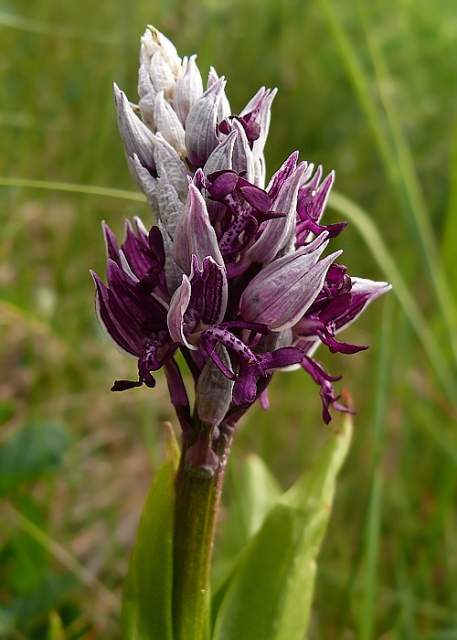 vstavač vojenský Orchis militaris L.