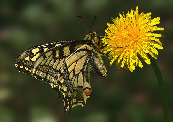 vidlochvost feniklový Papilio machaon