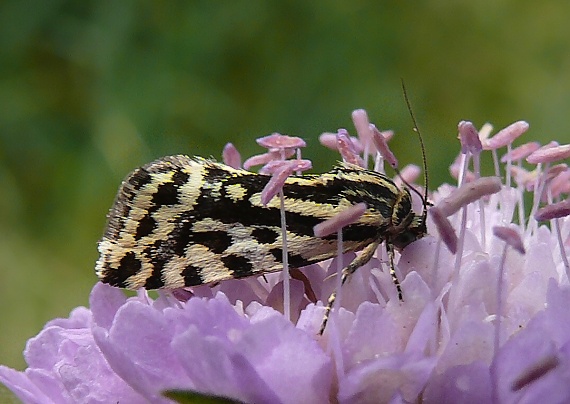 morička pupencová Emmelia trabealis