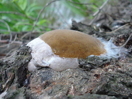 ohňovec Phellinus sp.