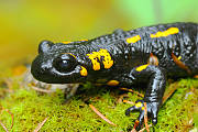 salamandra škvrnitá