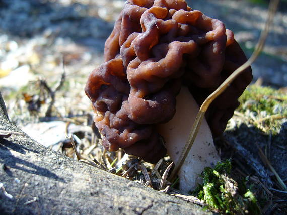 ušiak obyčajný Gyromitra esculenta (Pers.) Fr.