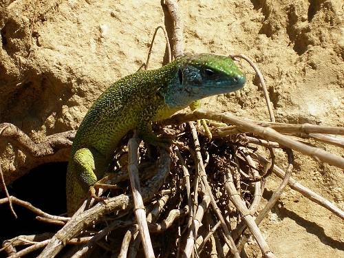 jašterica zelená (samec) Lacerta viridis