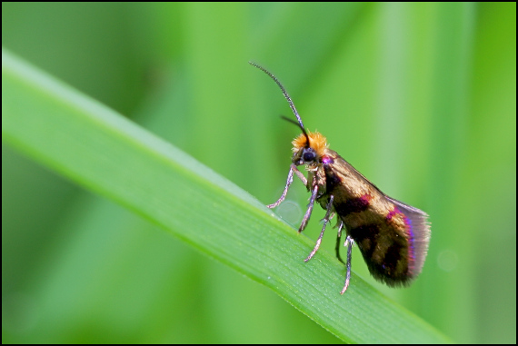 potočníkovec Thunbergov Micropterix tunbergella