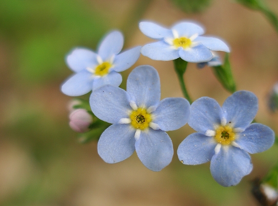 nezábudka lesná Myosotis sylvatica Ehrh. ex Hoffm.