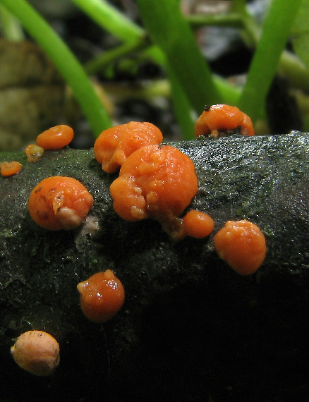 hlivka červená Nectria cinnabarina (Tode) Fr.