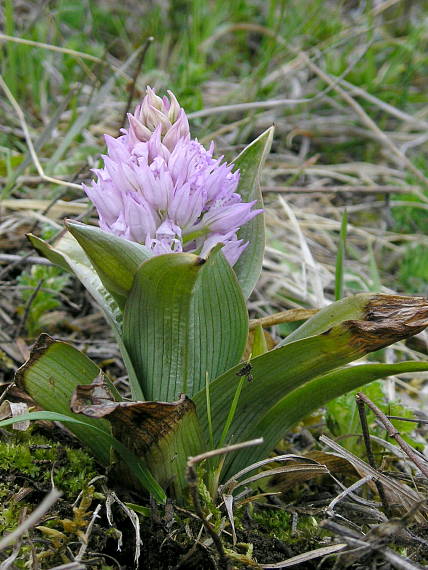 neotinea trojzubá Neotinea tridentata (Scop.) R. M. Bateman, Pridceon et M. W. Chase