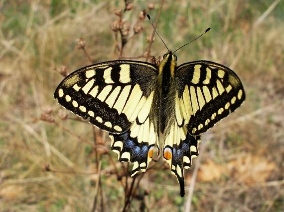 vidlochvost feniklový Papilio machaon