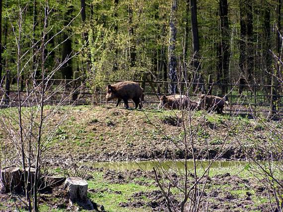 prase divoké-Sviňa divá Sus scrofa